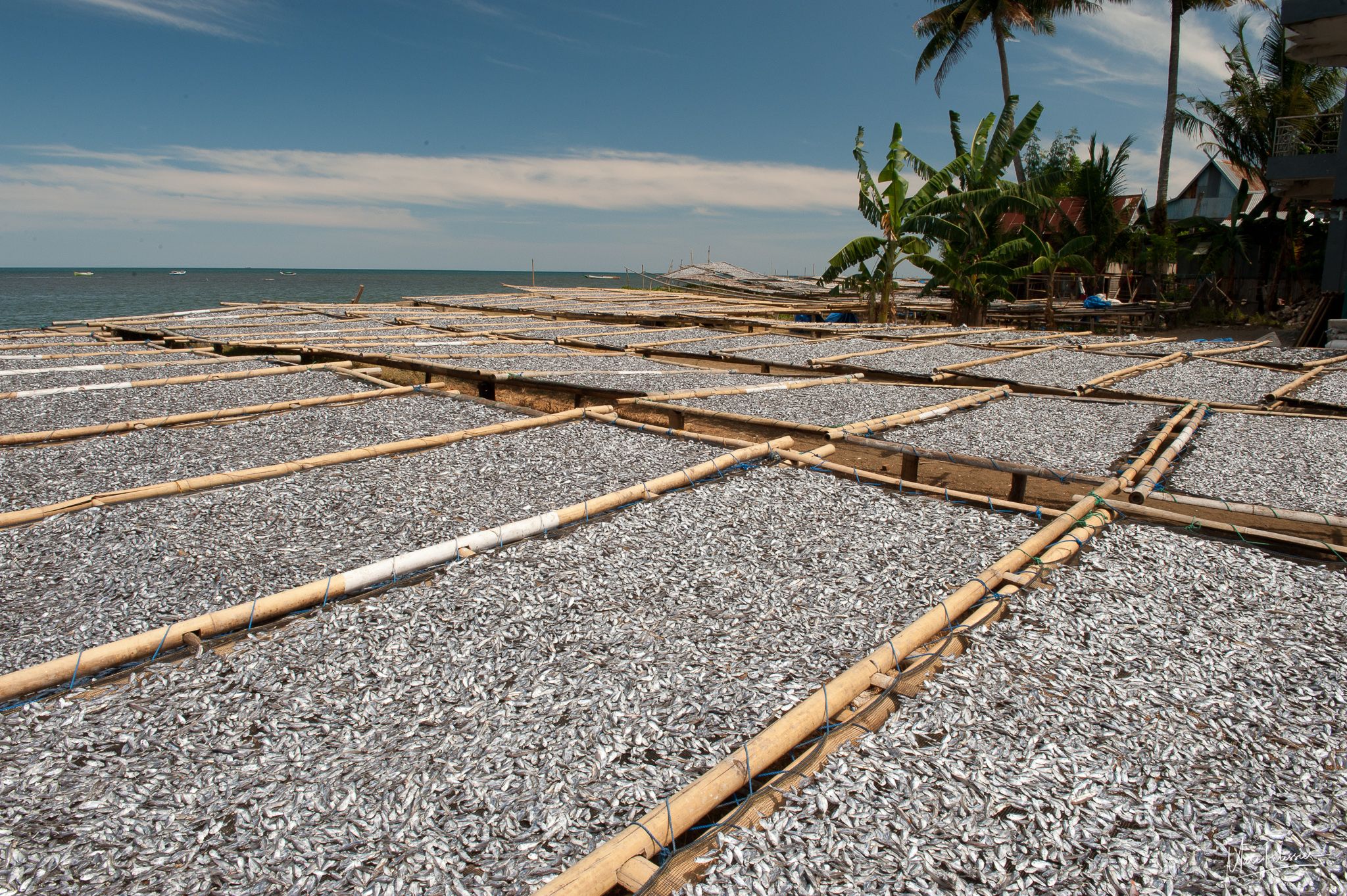 Drying fish area, Indonesia