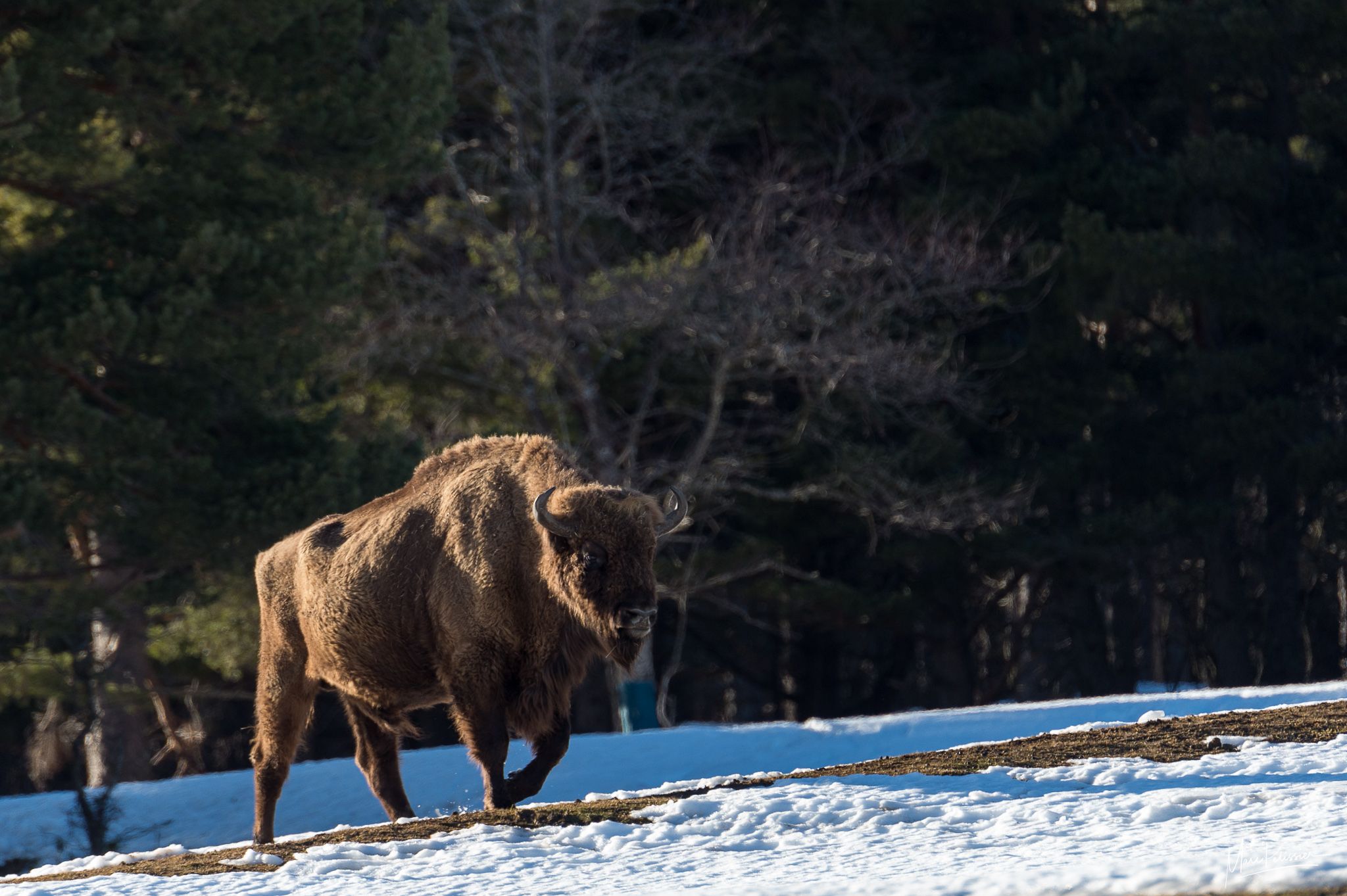 European buffalo nature reserve, France