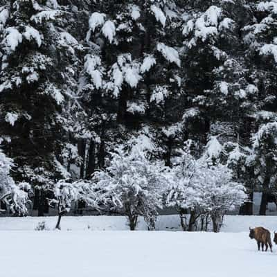 European buffalo nature reserve, France