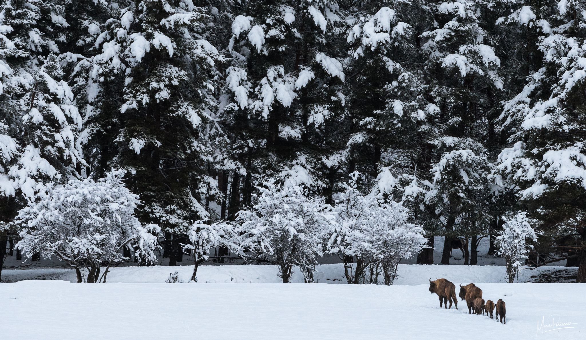 European buffalo nature reserve, France