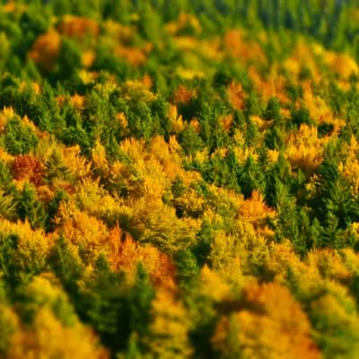 Fall Colors near Plaiul Foii, Brasov, Romania