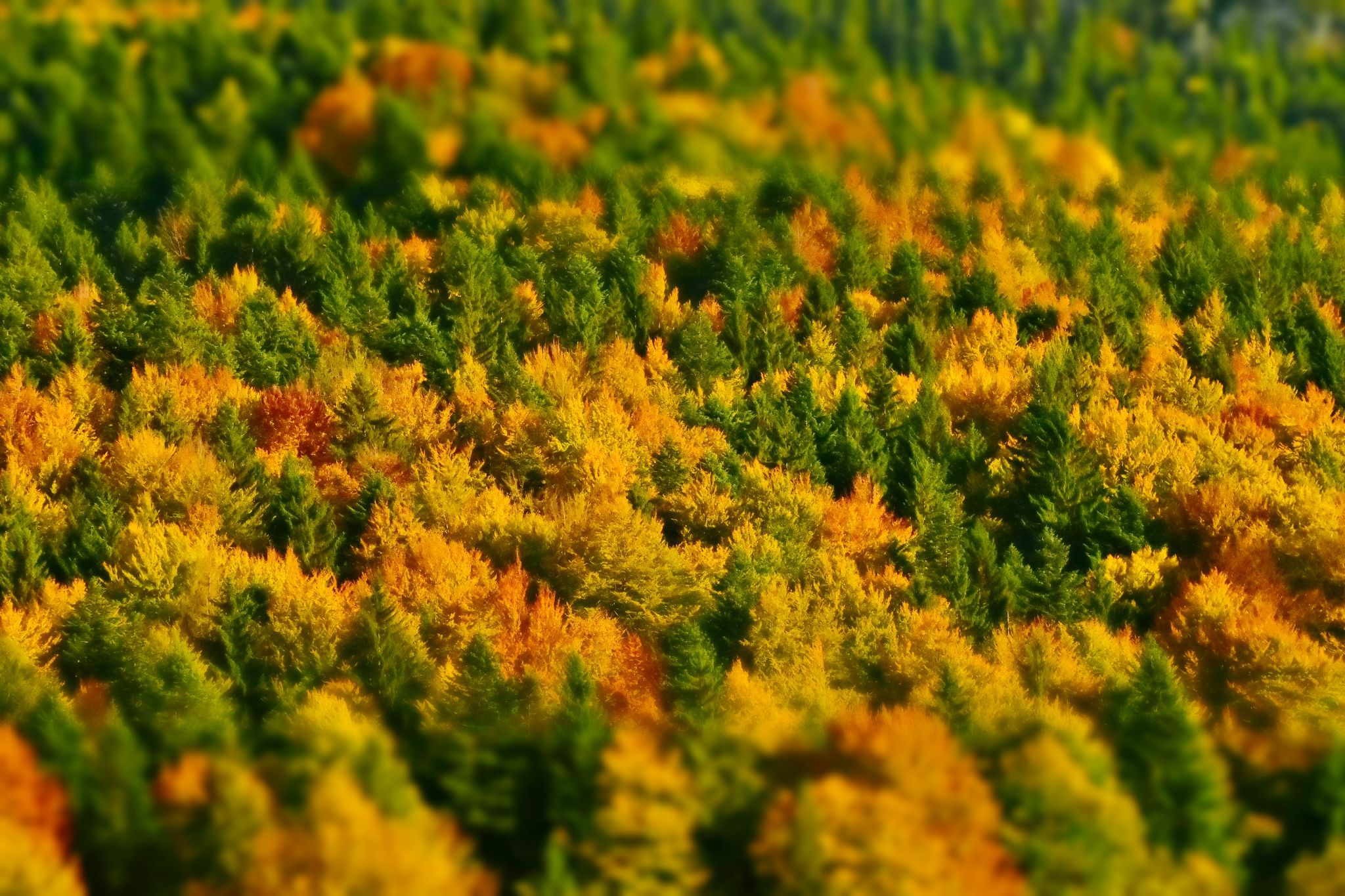 Fall Colors near Plaiul Foii, Brasov, Romania