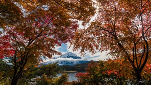 Fuji (Fall) Color