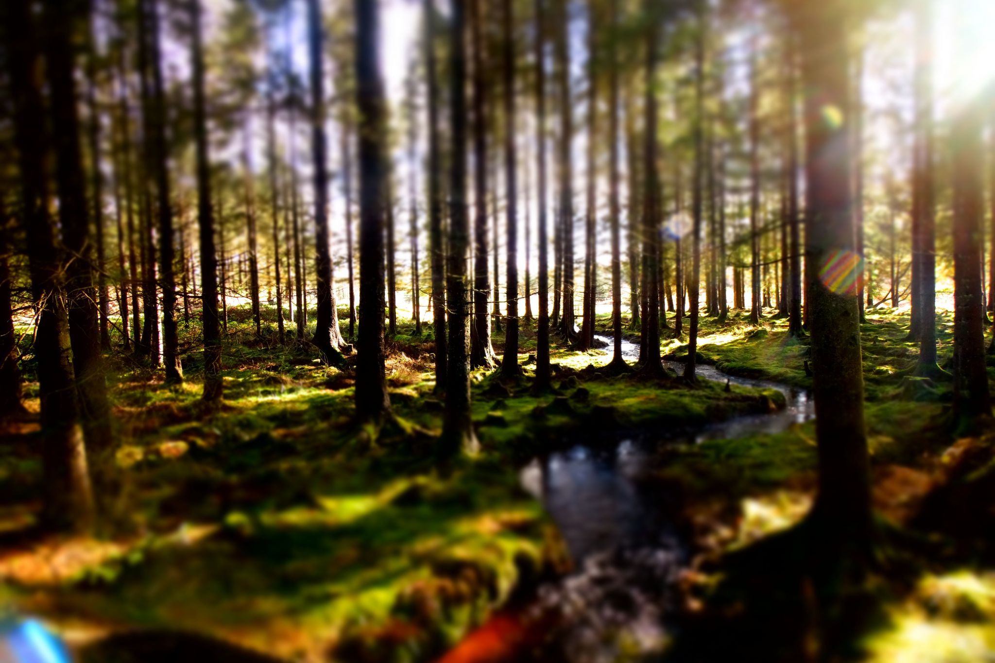 Galloway Forest, United Kingdom