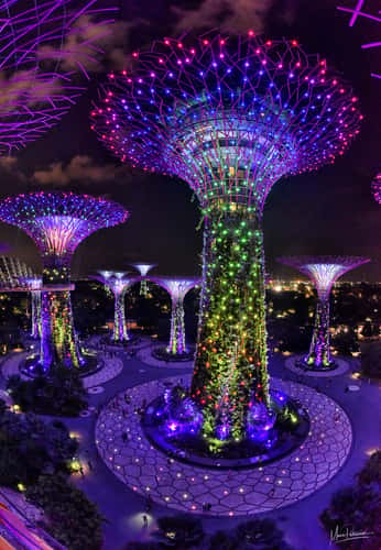 Gardens tree the Bay