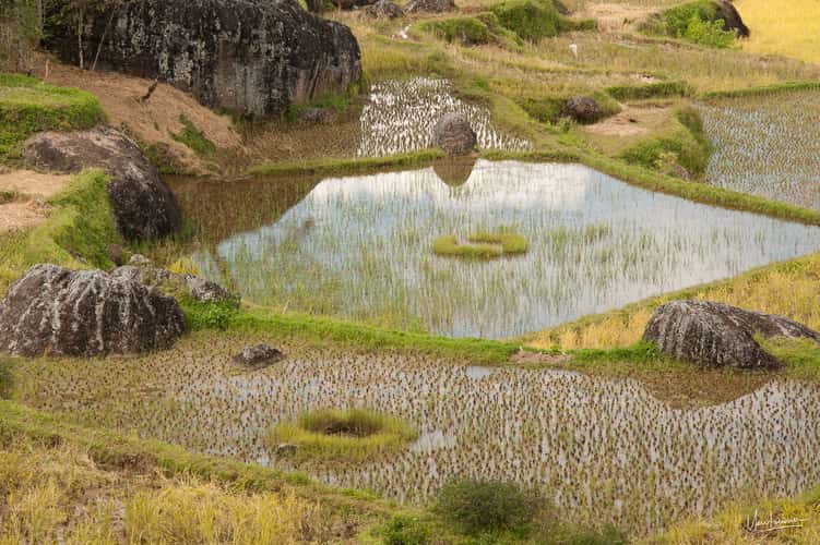 Geometric rice fields
