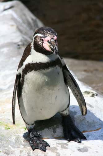 Hagenbecks Tierpark