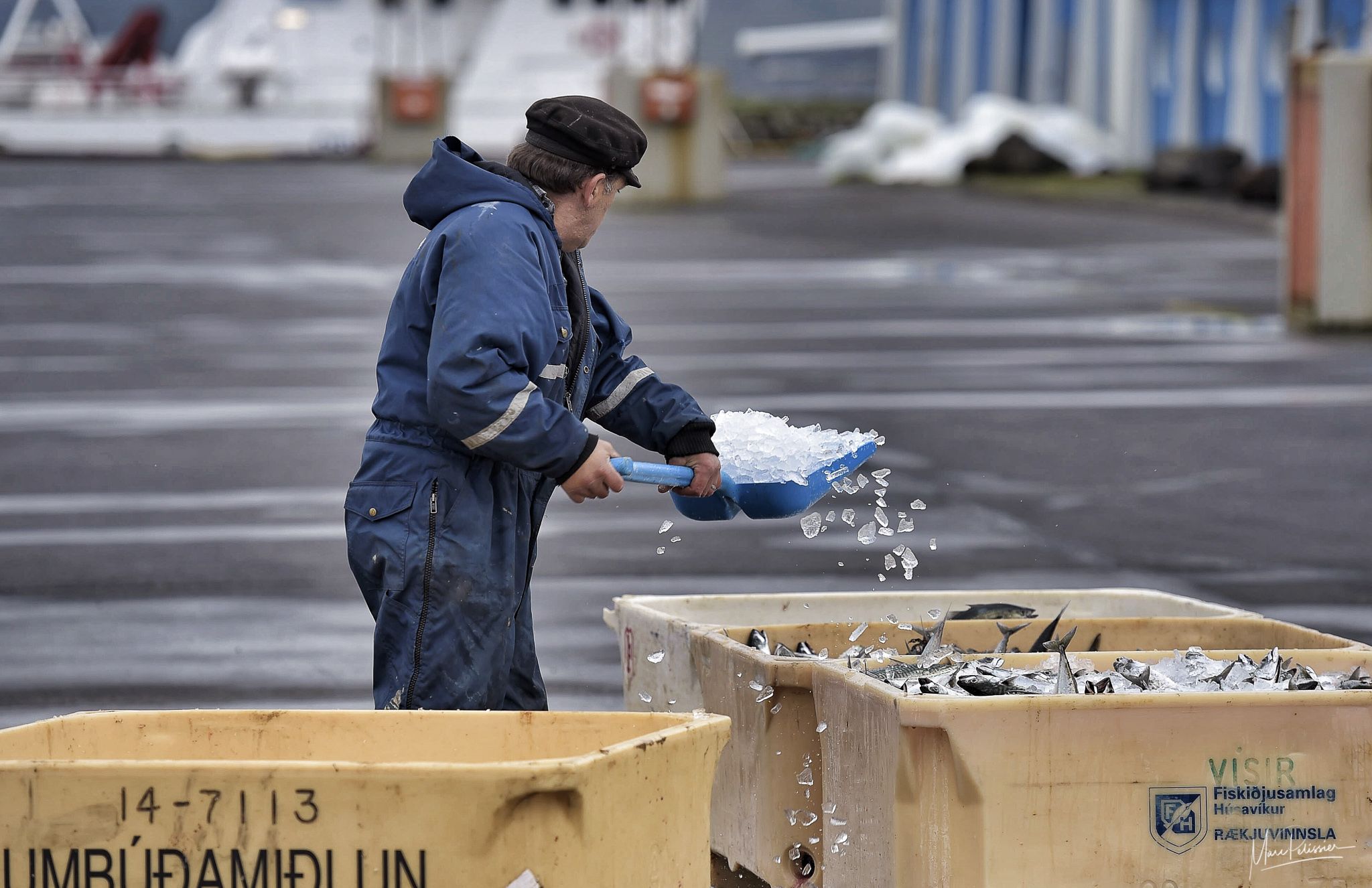 Harbor life & Fish icing, Iceland
