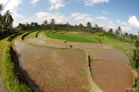 Ijen circle rice terraces