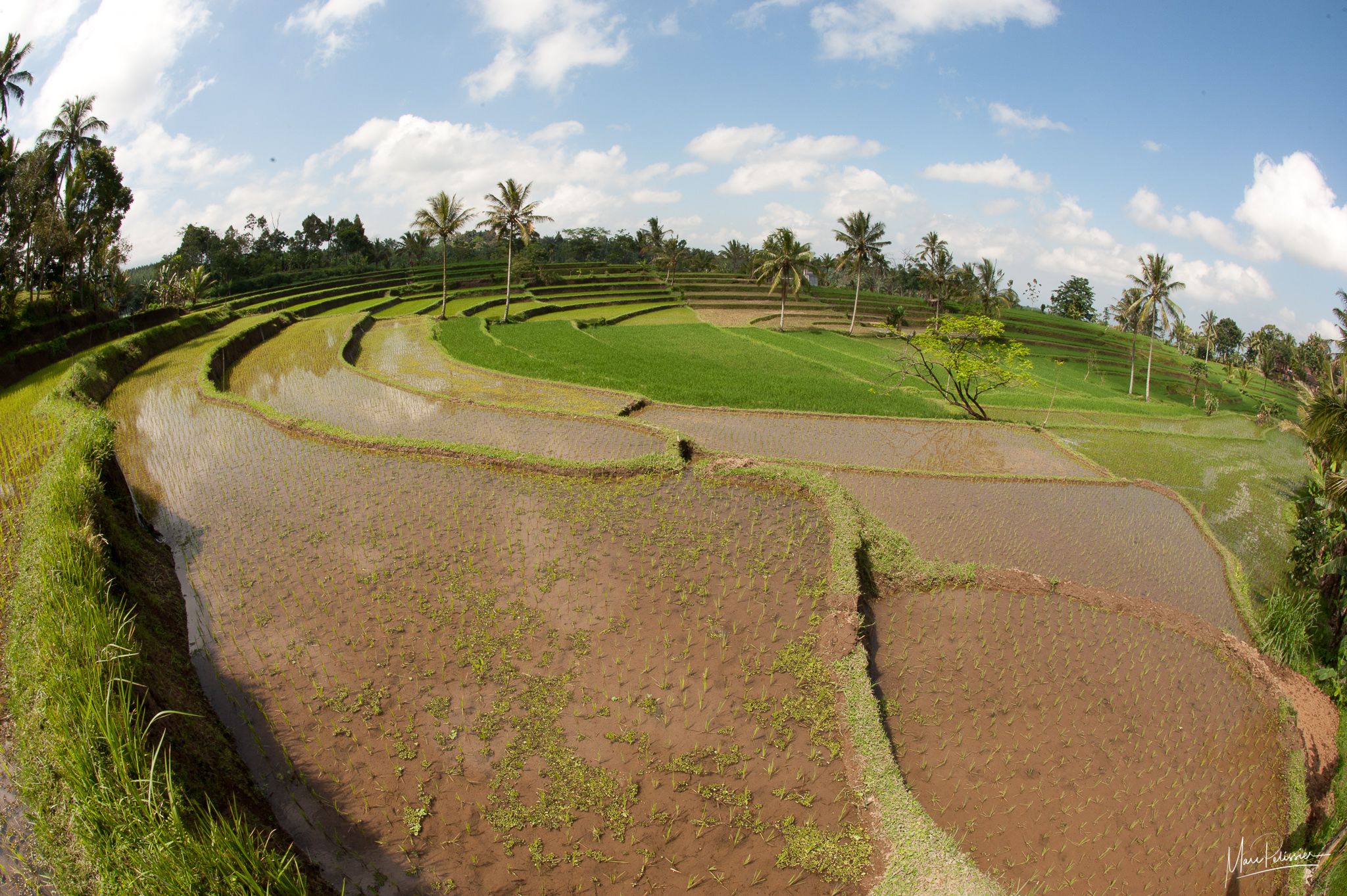 Ijen circle rice terraces, Indonesia