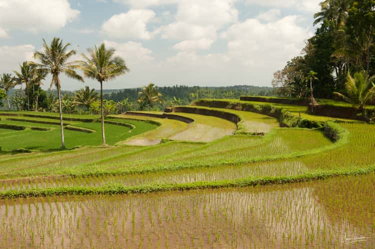 Ijen circle rice terraces