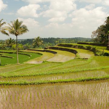 Ijen circle rice terraces, Indonesia