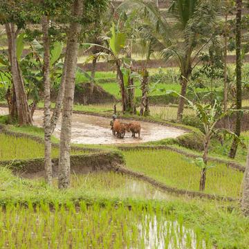 Ijen rice terraces, Indonesia