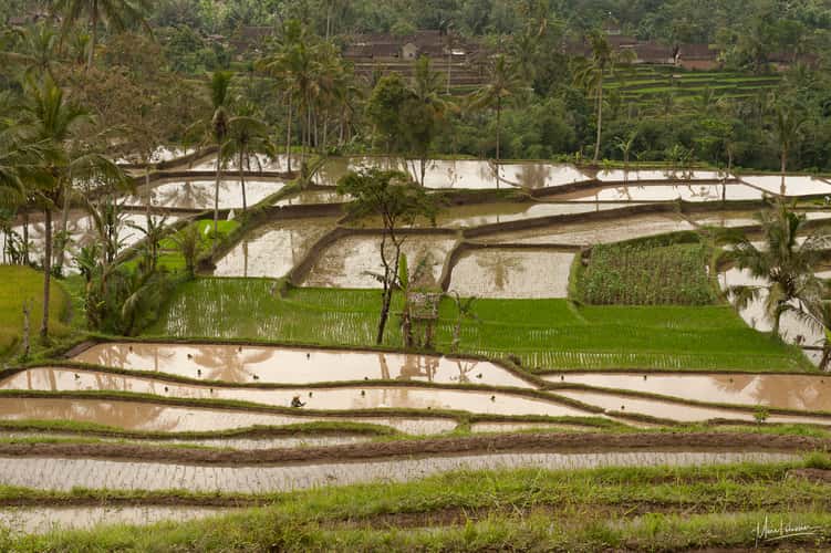Ijen rice terraces