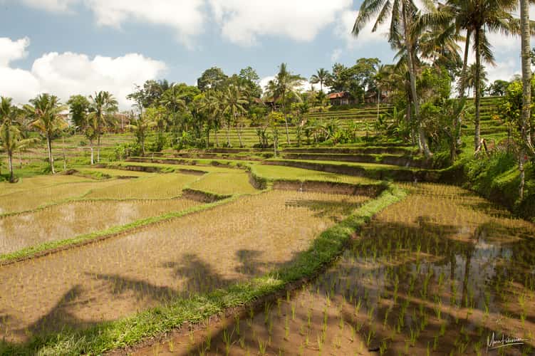Ijen rice terraces