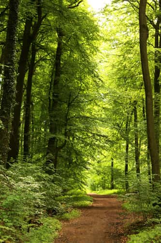 Tree avenue