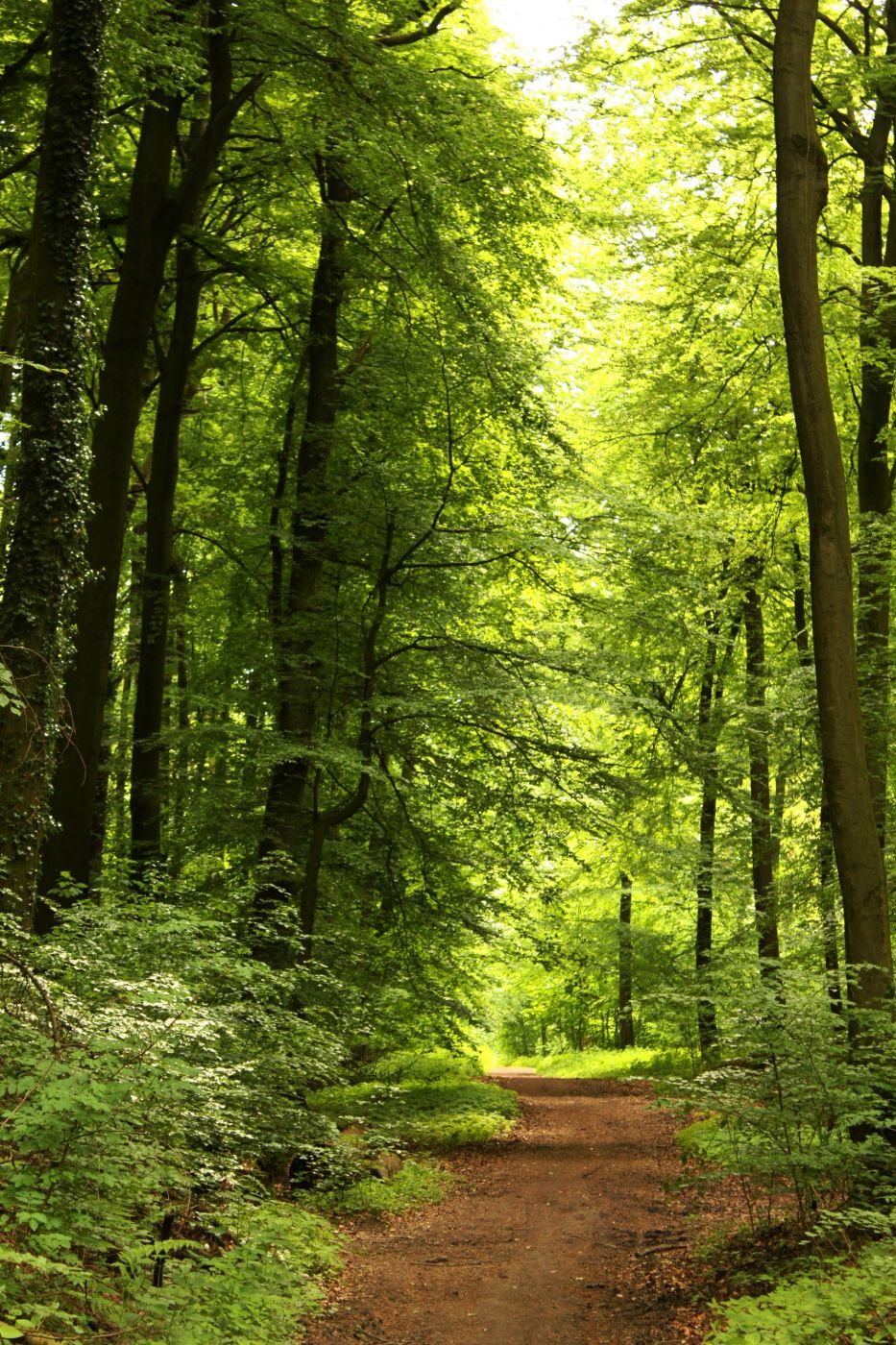 Tree avenue, Germany