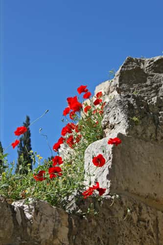 in Jerusalem