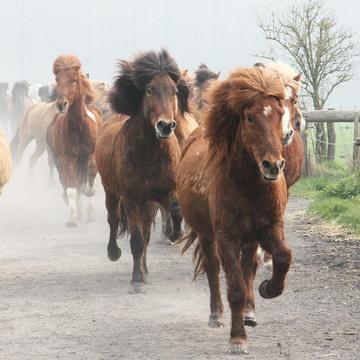 Icelandic horse stud farm Trappe in Havixbeck, Germany
