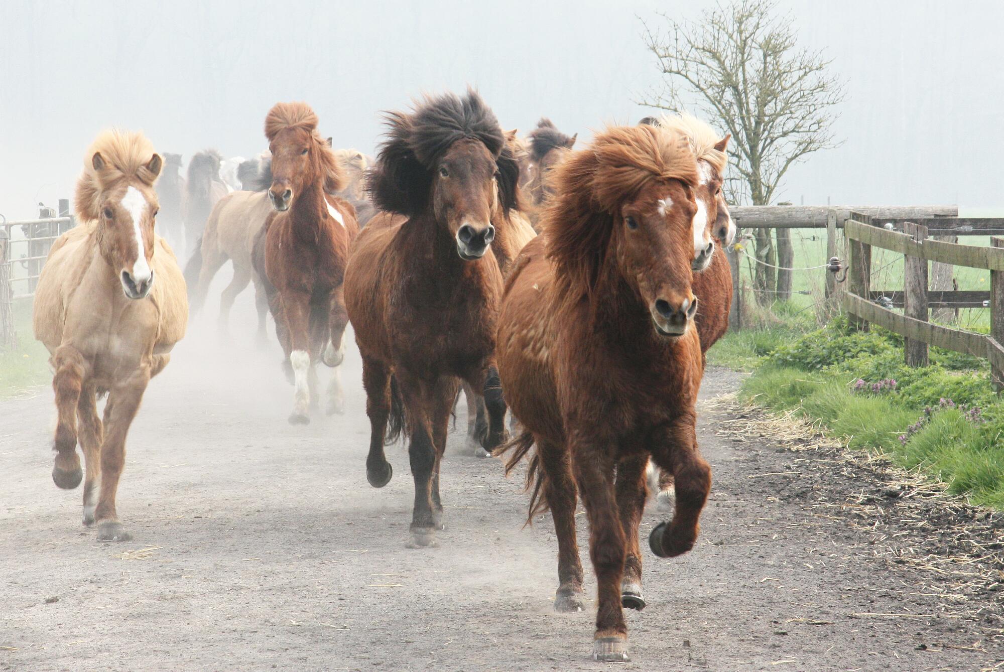 Icelandic horse stud farm Trappe in Havixbeck, Germany