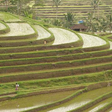 Jatiluwih Rice terrace, Indonesia