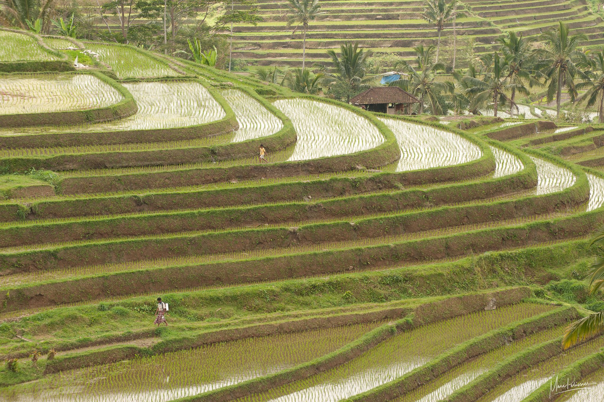 Jatiluwih Rice terrace, Indonesia