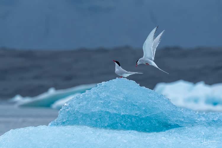 Jökulsárlón Glacier Lagoon