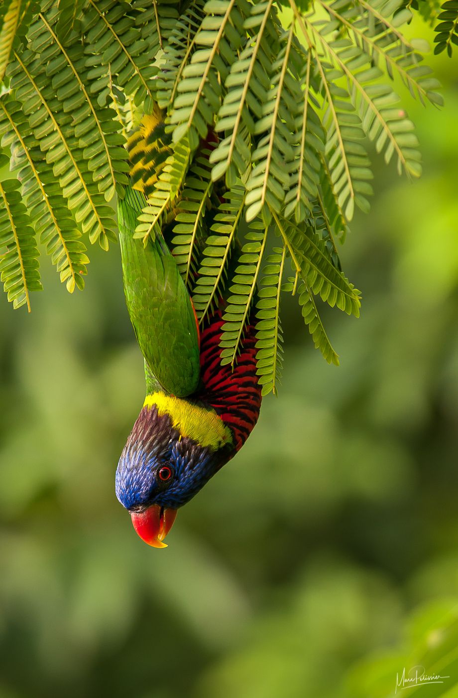 Jurong bird park, Singapore