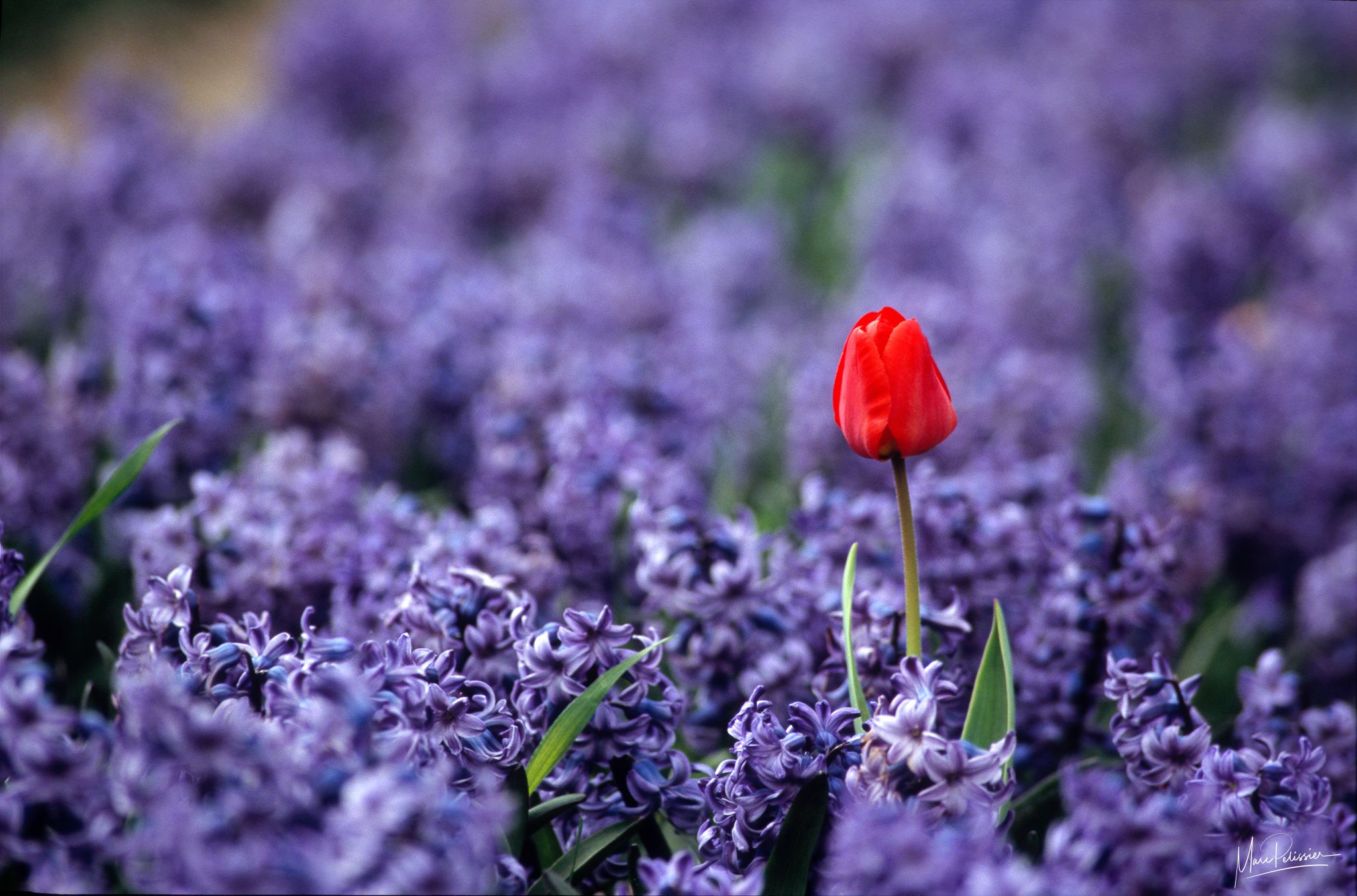 Keukenhof Tulip Park, Netherlands