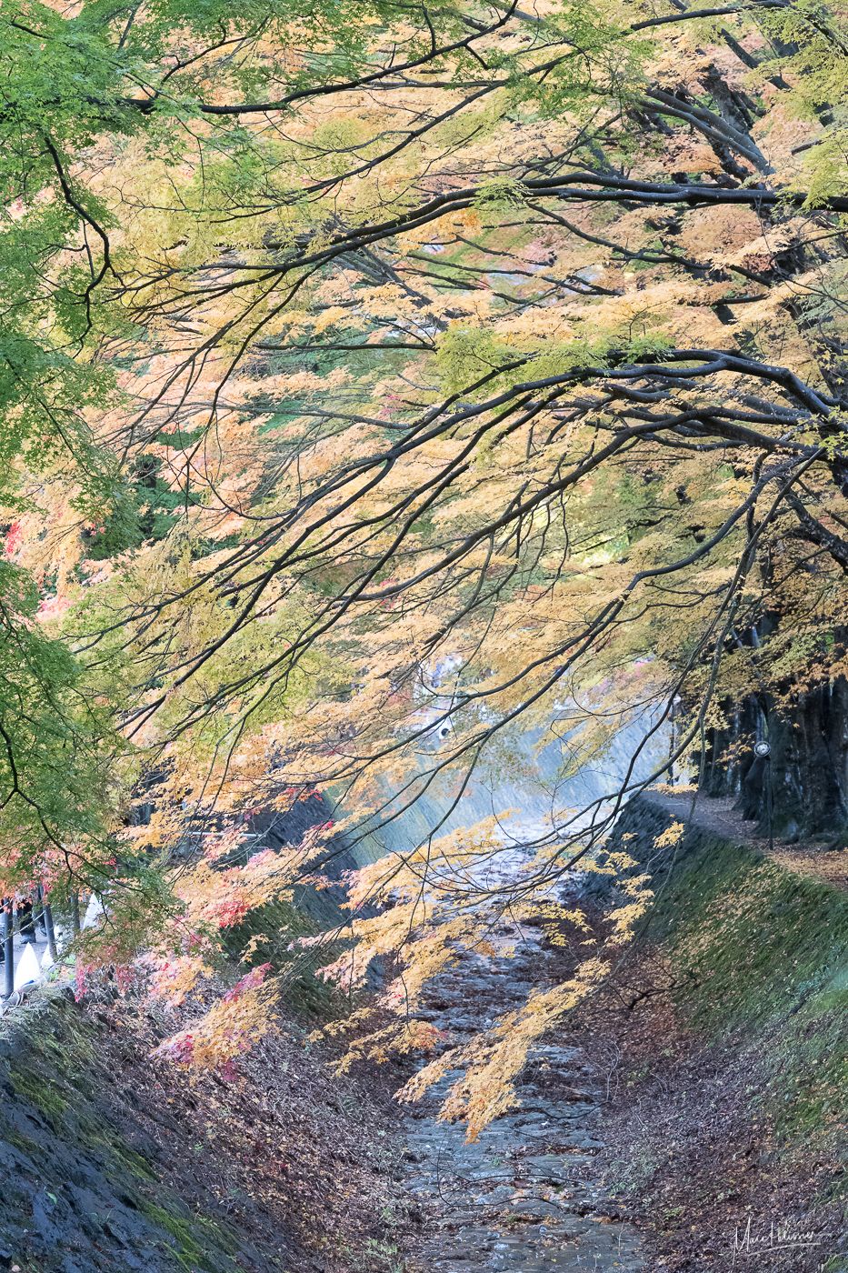Lake Kawaguchi fall festival, Japan