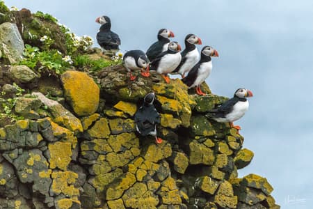 Látrabjarg puffin cliff