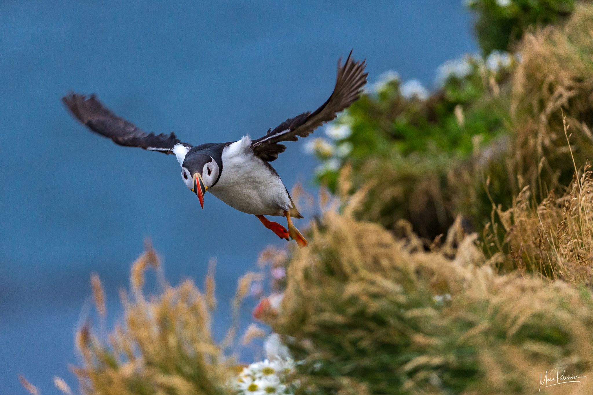 Puffin, Iceland