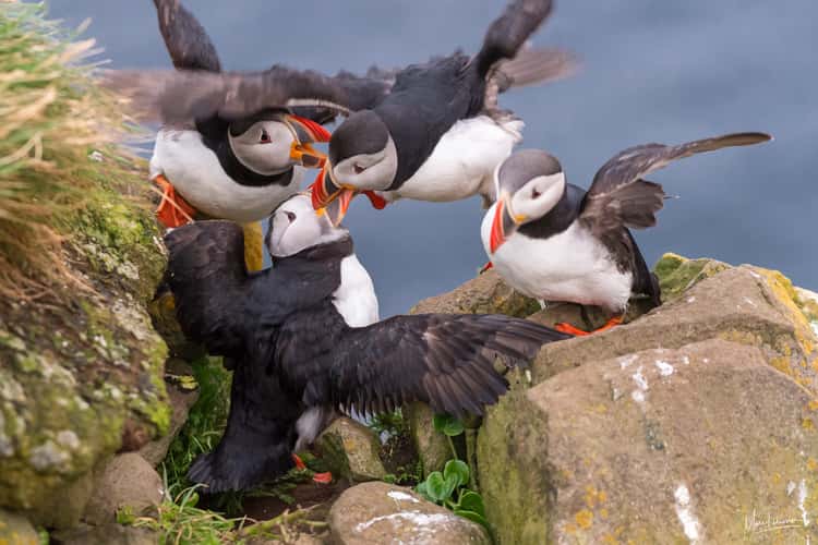 Puffin