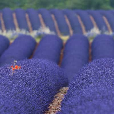 Lavender mixed colors, France