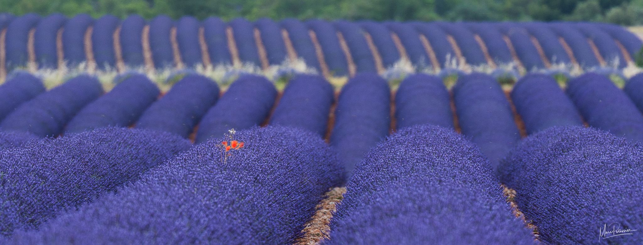 Lavender mixed colors, France