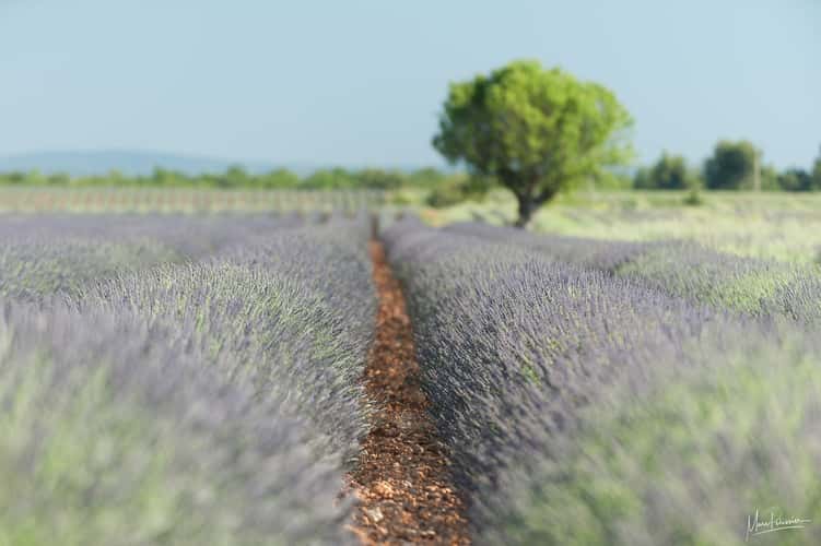 Lavender mixed colors