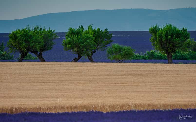 Lavender mixed colors