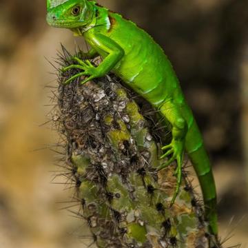 Lizard Model, Cayman Islands