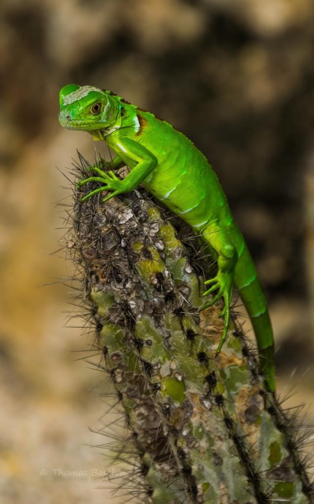 Lizard Model, Cayman Islands