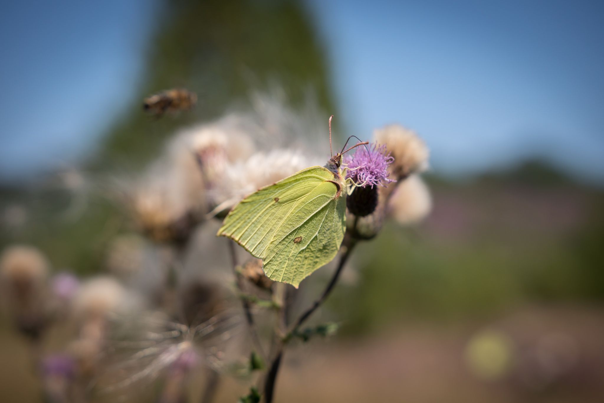 Lüneburg Heath, Germany