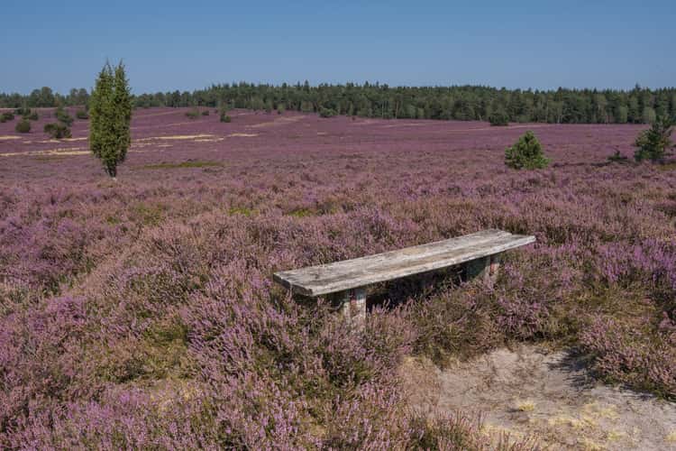 Lüneburg Heath