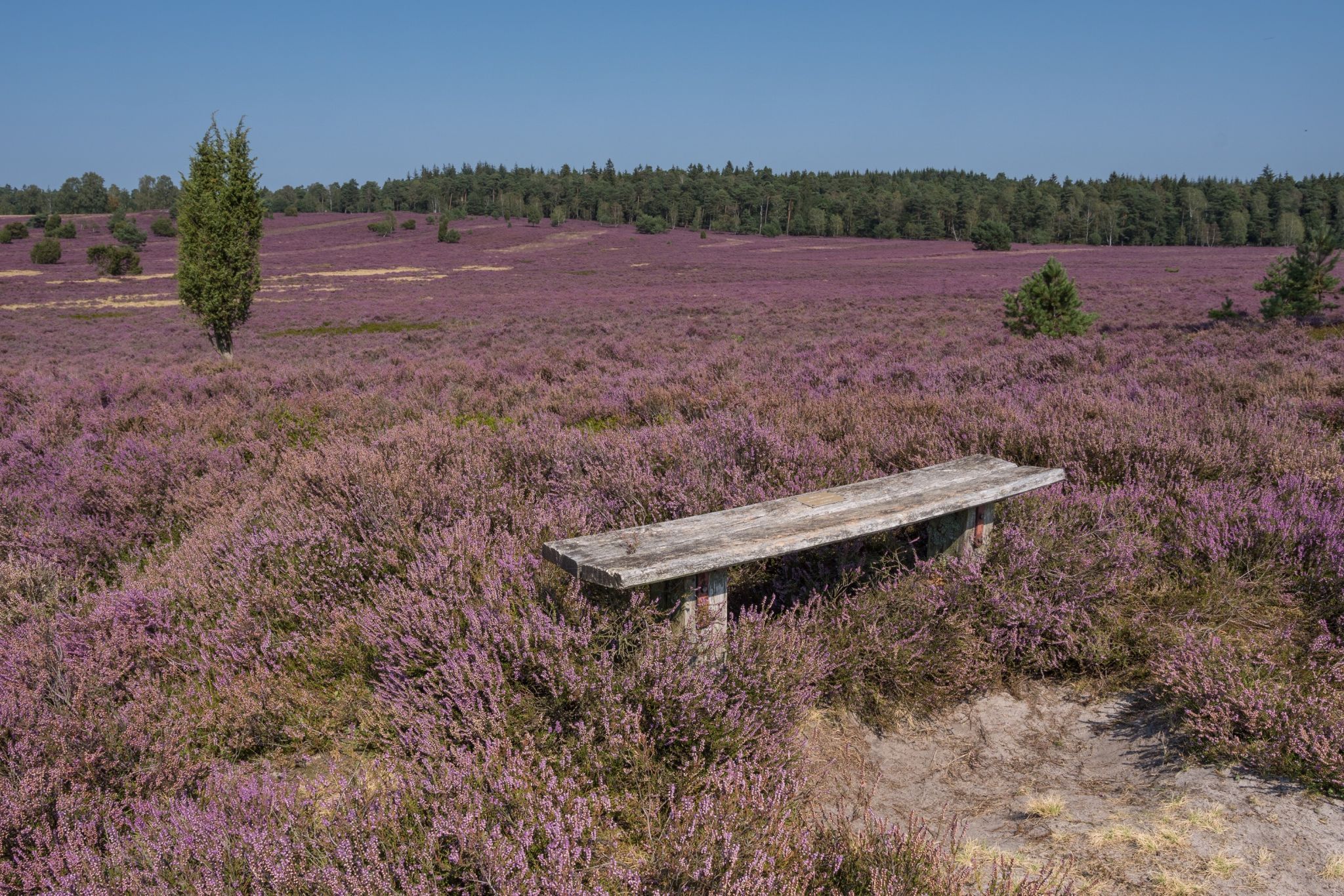 Lüneburg Heath, Germany
