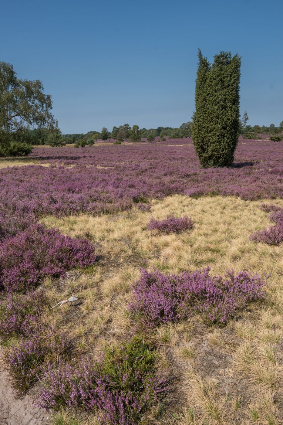 Lüneburg Heath, Germany