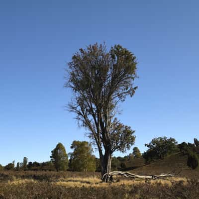 Lüneburger Heide, Germany