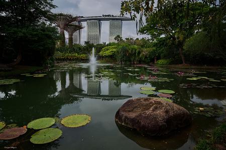 Marina Bay Sands (from Lily Pond)