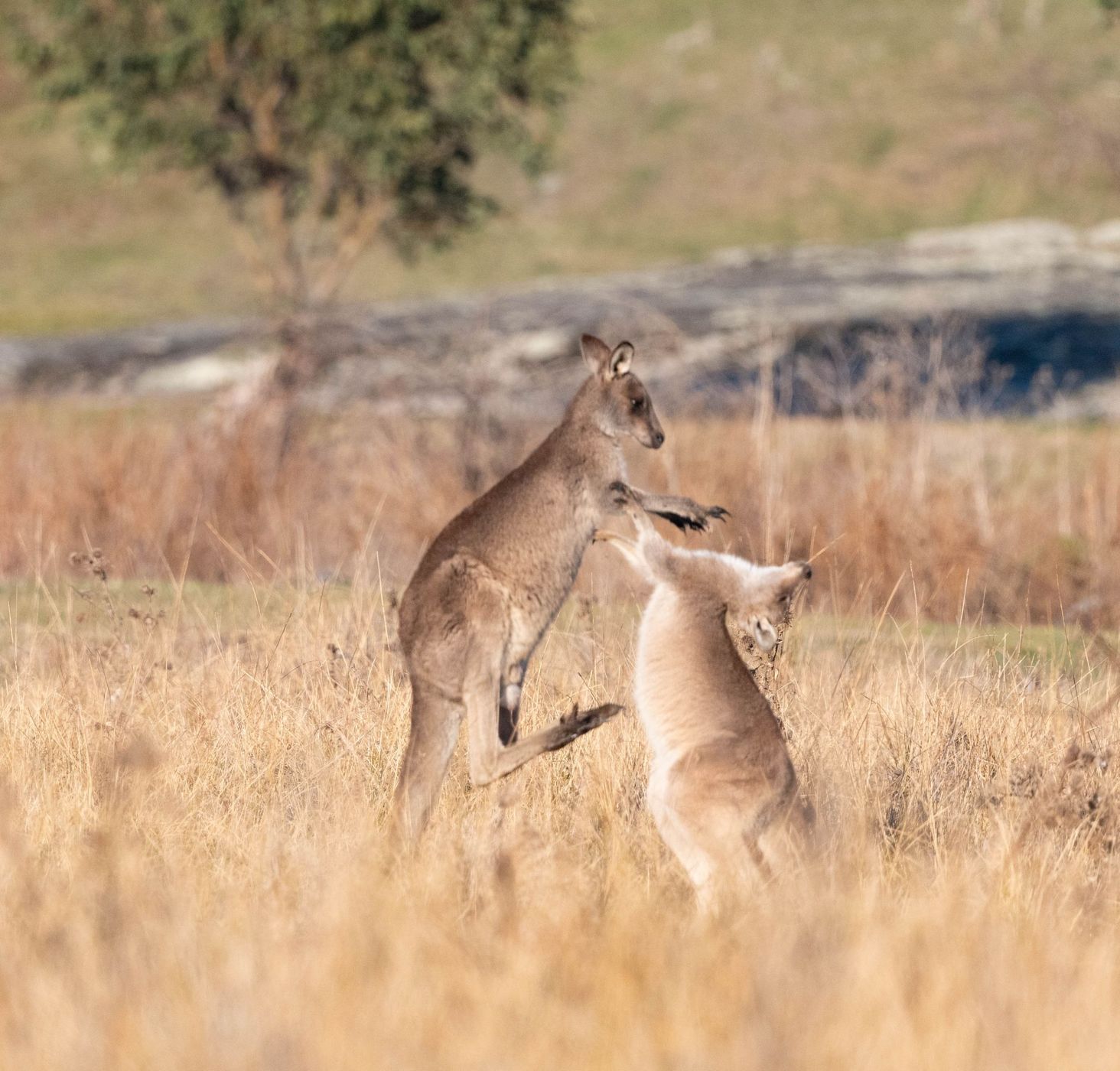 Namadagi Forest outside Canberra, Australia