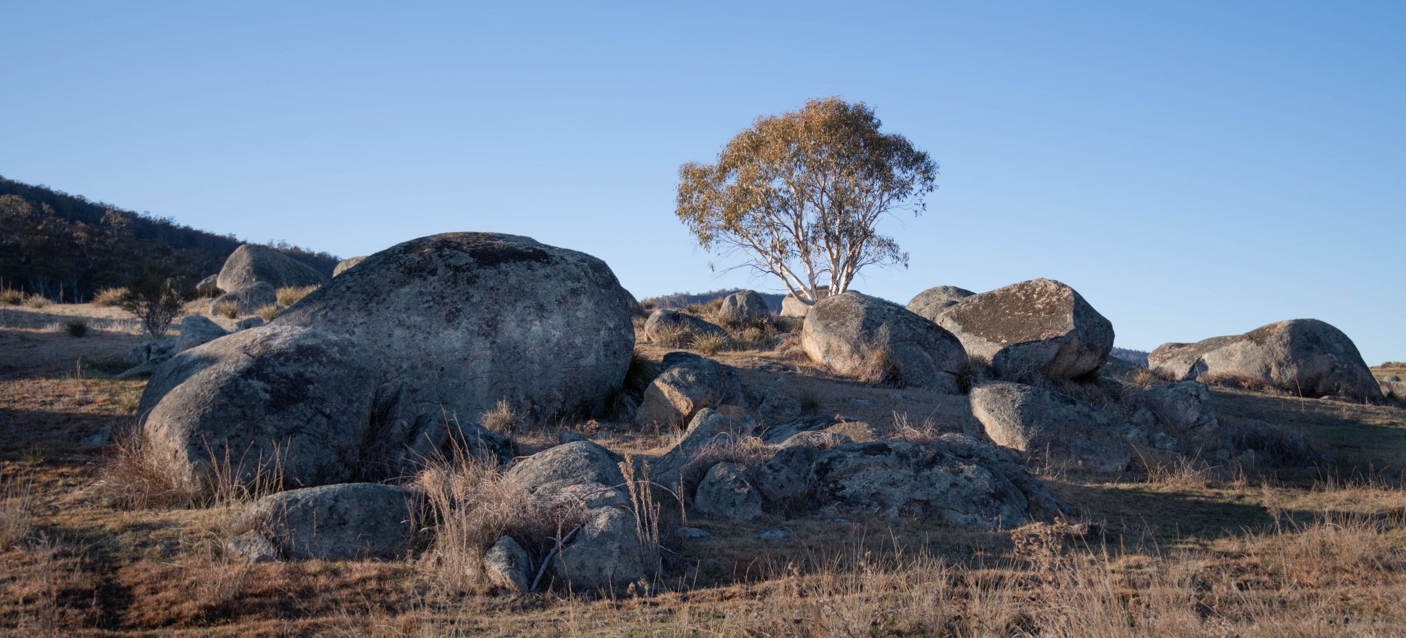 Namadagi Forest outside Canberra, Australia