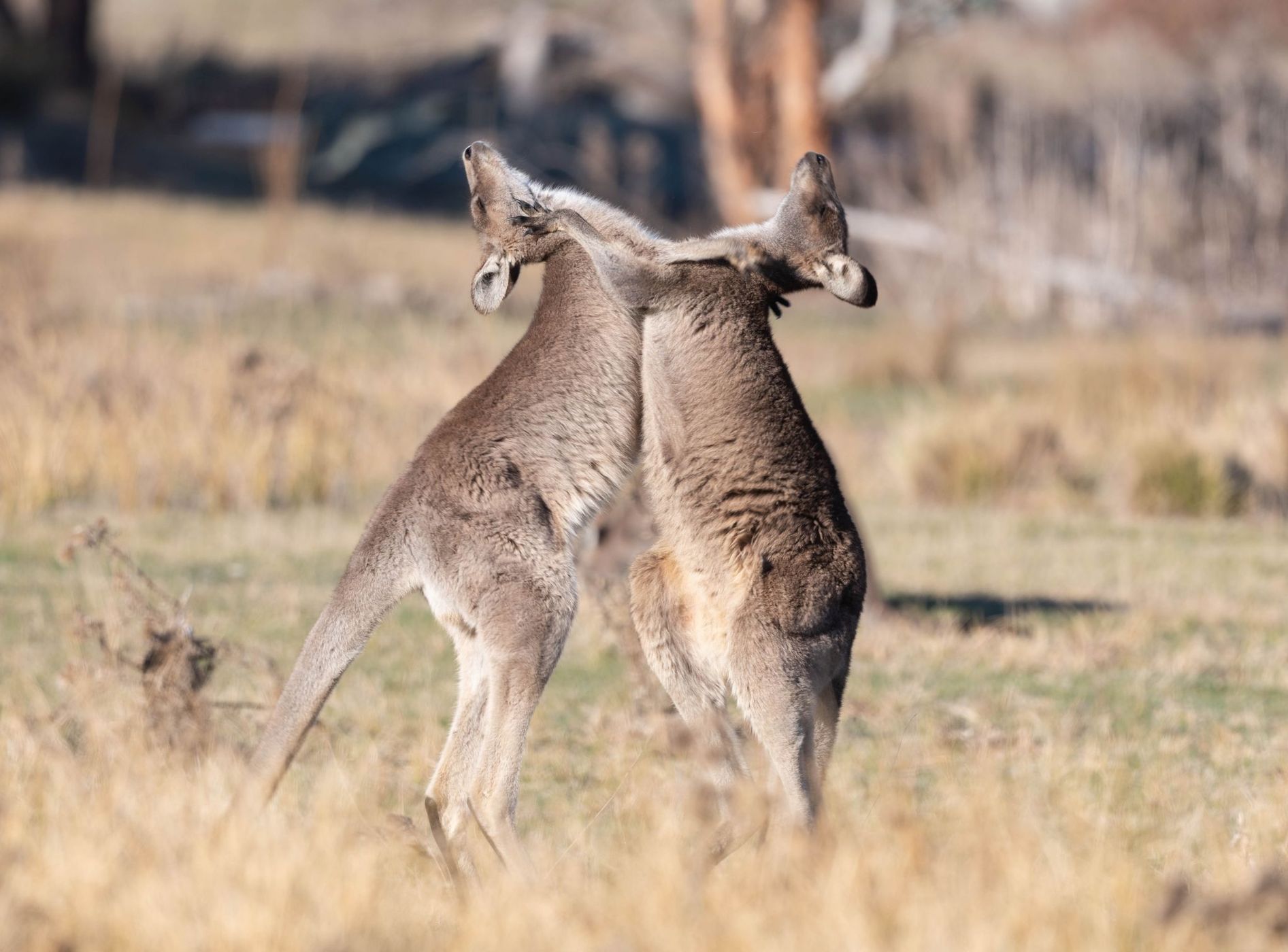 Namadagi Forest outside Canberra, Australia