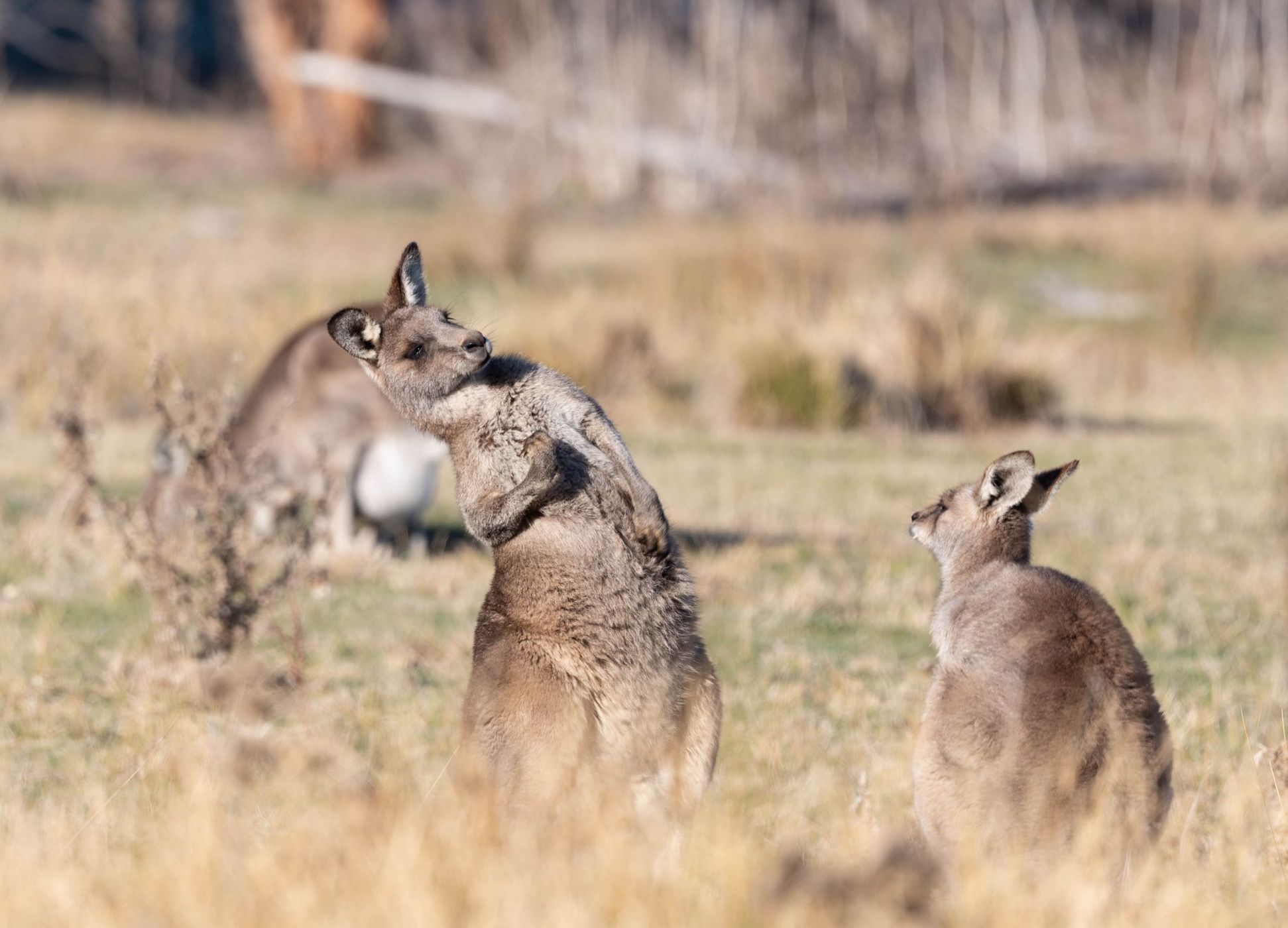 Namadagi Forest outside Canberra, Australia