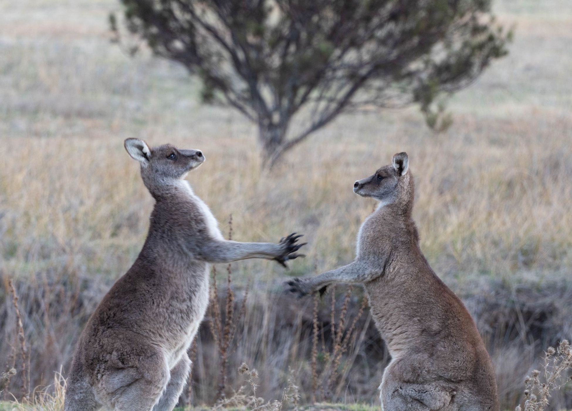Namadagi Forest outside Canberra, Australia